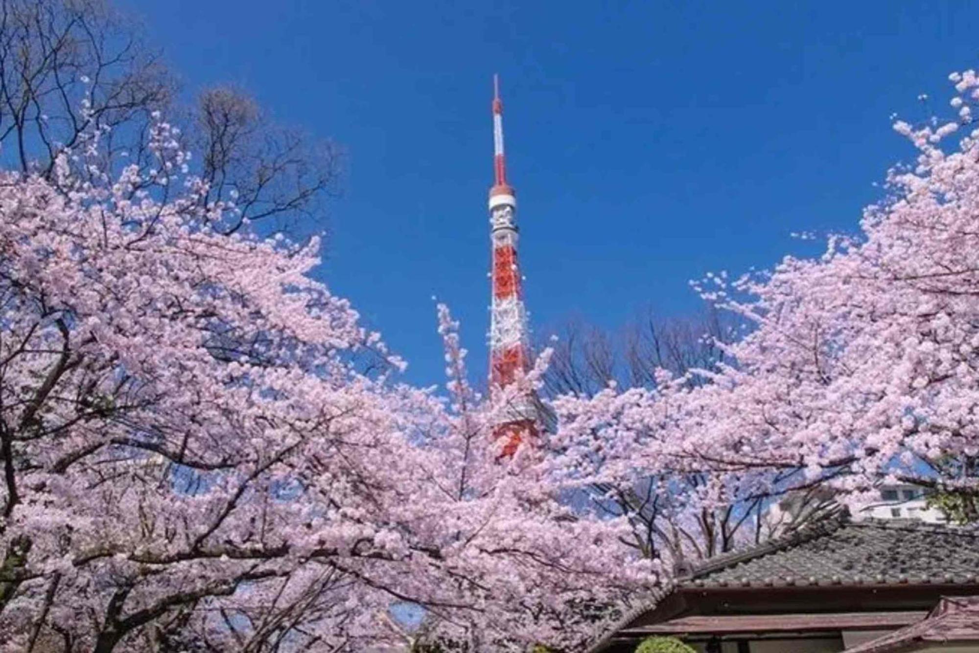 Five Room 120 Sky Tree Sensoji Freeparking 1292Sqft Tokio Buitenkant foto